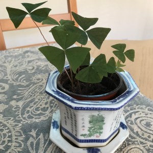 shamrock plant for collect life post