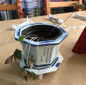 wilted shamrock plant for Collect Life post